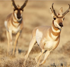 Antelope Running