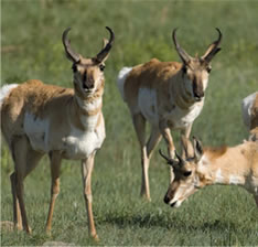 Antelope Grazing